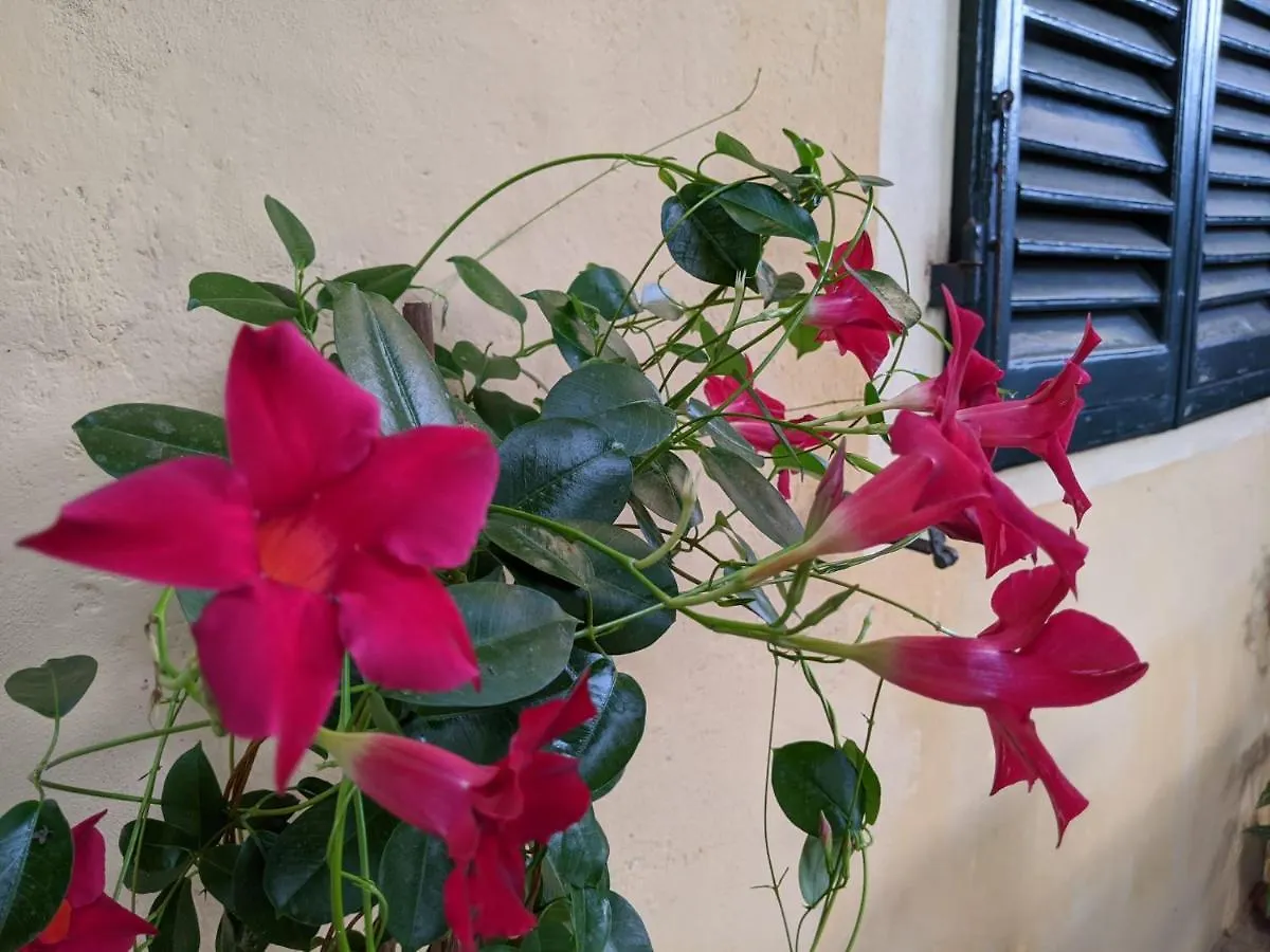 פיזה B&B Casa Marconi איטליה